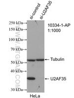 U2AF35 Antibody in Western Blot (WB)