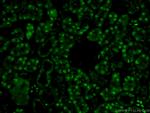 PAX8 Antibody in Immunohistochemistry (PFA fixed) (IHC (PFA))