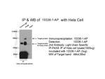 PAX8 Antibody in Immunoprecipitation (IP)