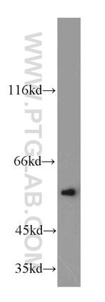 PAX8 Antibody in Western Blot (WB)