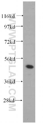 PAX8 Antibody in Western Blot (WB)