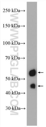 PAX8 Antibody in Western Blot (WB)