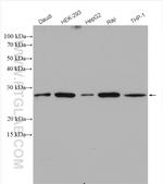 MAD2L1 Antibody in Western Blot (WB)