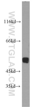 ACTL6A Antibody in Western Blot (WB)