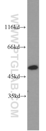 ACTL6A Antibody in Western Blot (WB)