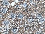 UBE3A Antibody in Immunohistochemistry (Paraffin) (IHC (P))