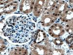 UBE3A Antibody in Immunohistochemistry (Paraffin) (IHC (P))