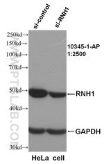 RNH1 Antibody in Western Blot (WB)