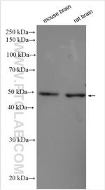 CTBP2 Antibody in Western Blot (WB)