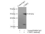 CTBP2 Antibody in Immunoprecipitation (IP)