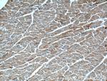 RAB4A Antibody in Immunohistochemistry (Paraffin) (IHC (P))