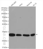 RAB4A Antibody in Western Blot (WB)