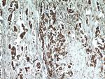 STOML2 Antibody in Immunohistochemistry (Paraffin) (IHC (P))