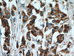 STOML2 Antibody in Immunohistochemistry (Paraffin) (IHC (P))