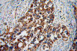 STOML2 Antibody in Immunohistochemistry (Paraffin) (IHC (P))