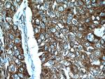 STOML2 Antibody in Immunohistochemistry (Paraffin) (IHC (P))