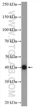 STOML2 Antibody in Western Blot (WB)