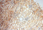 NCBP1 Antibody in Immunohistochemistry (Paraffin) (IHC (P))