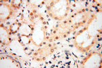 NCBP1 Antibody in Immunohistochemistry (Paraffin) (IHC (P))