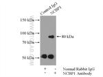 NCBP1 Antibody in Immunoprecipitation (IP)