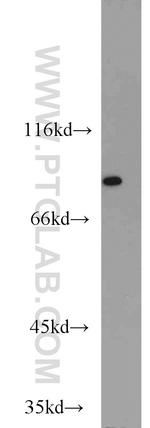 NCBP1 Antibody in Western Blot (WB)