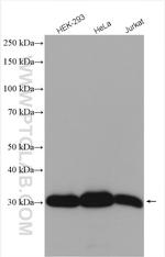 Emerin Antibody in Western Blot (WB)