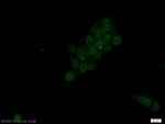 Emerin Antibody in Immunocytochemistry (ICC/IF)