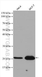 P21 Antibody in Western Blot (WB)