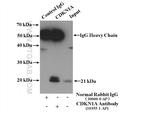 P21 Antibody in Immunoprecipitation (IP)