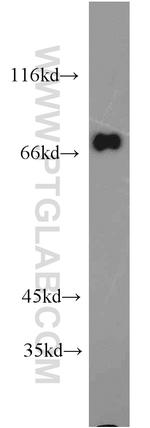 GGA2 Antibody in Western Blot (WB)