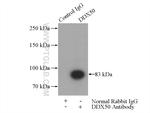 DDX50 Antibody in Immunoprecipitation (IP)