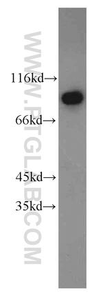 DDX50 Antibody in Western Blot (WB)