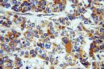 DKK3 Antibody in Immunohistochemistry (Paraffin) (IHC (P))