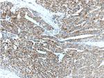 DKK3 Antibody in Immunohistochemistry (Paraffin) (IHC (P))