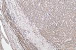 DKK3 Antibody in Immunohistochemistry (Paraffin) (IHC (P))