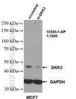 DKK3 Antibody in Western Blot (WB)