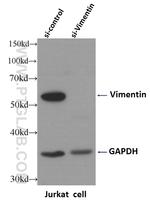 Vimentin Antibody in Western Blot (WB)