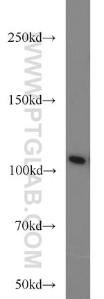 MOV10 Antibody in Western Blot (WB)