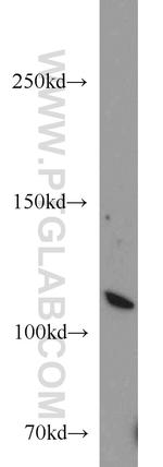 MOV10 Antibody in Western Blot (WB)