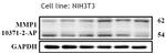 MMP1 Antibody in Western Blot (WB)