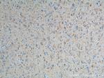 MMP2 Antibody in Immunohistochemistry (Paraffin) (IHC (P))