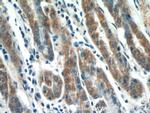 MMP7 Antibody in Immunohistochemistry (Paraffin) (IHC (P))