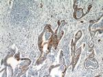 MMP7 Antibody in Immunohistochemistry (Paraffin) (IHC (P))