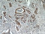 MMP7 Antibody in Immunohistochemistry (Paraffin) (IHC (P))