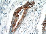 MMP7 Antibody in Immunohistochemistry (Paraffin) (IHC (P))