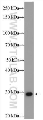 MMP7 Antibody in Western Blot (WB)