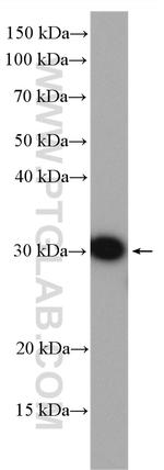 MMP7 Antibody in Western Blot (WB)