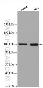 MMP9 (N-terminal) Antibody in Western Blot (WB)