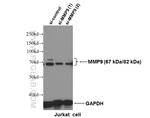 MMP9 (N-terminal) Antibody in Western Blot (WB)