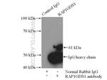 RAP1GDS1 Antibody in Immunoprecipitation (IP)